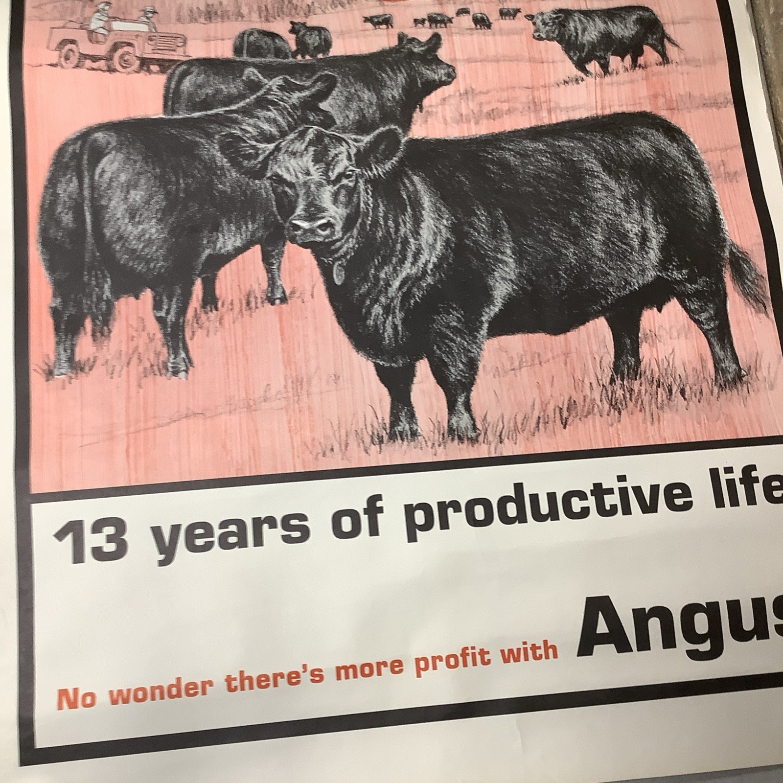 Vintage Angus Cattle Advertising Poster 1950’s 60’s ? Nice Graphics