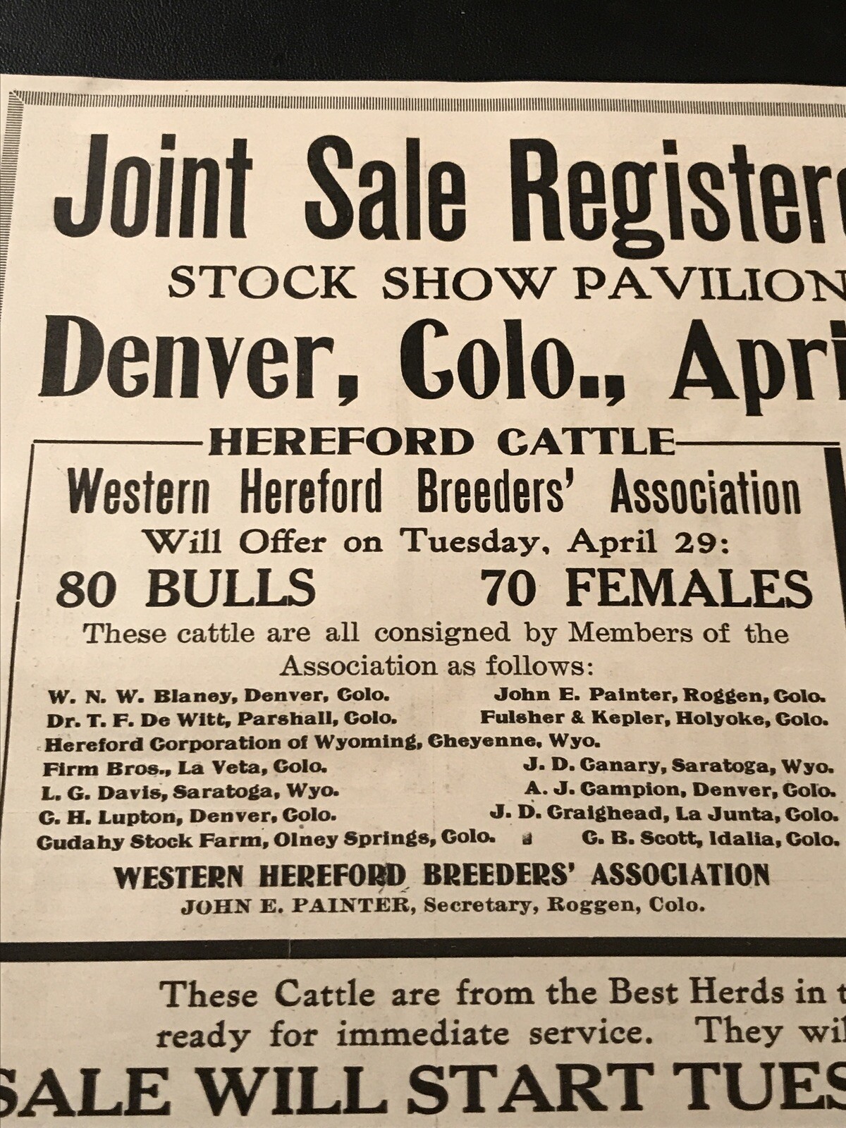 1919 Breeding Cattle Public Sale – Cow – Denver – Colorado