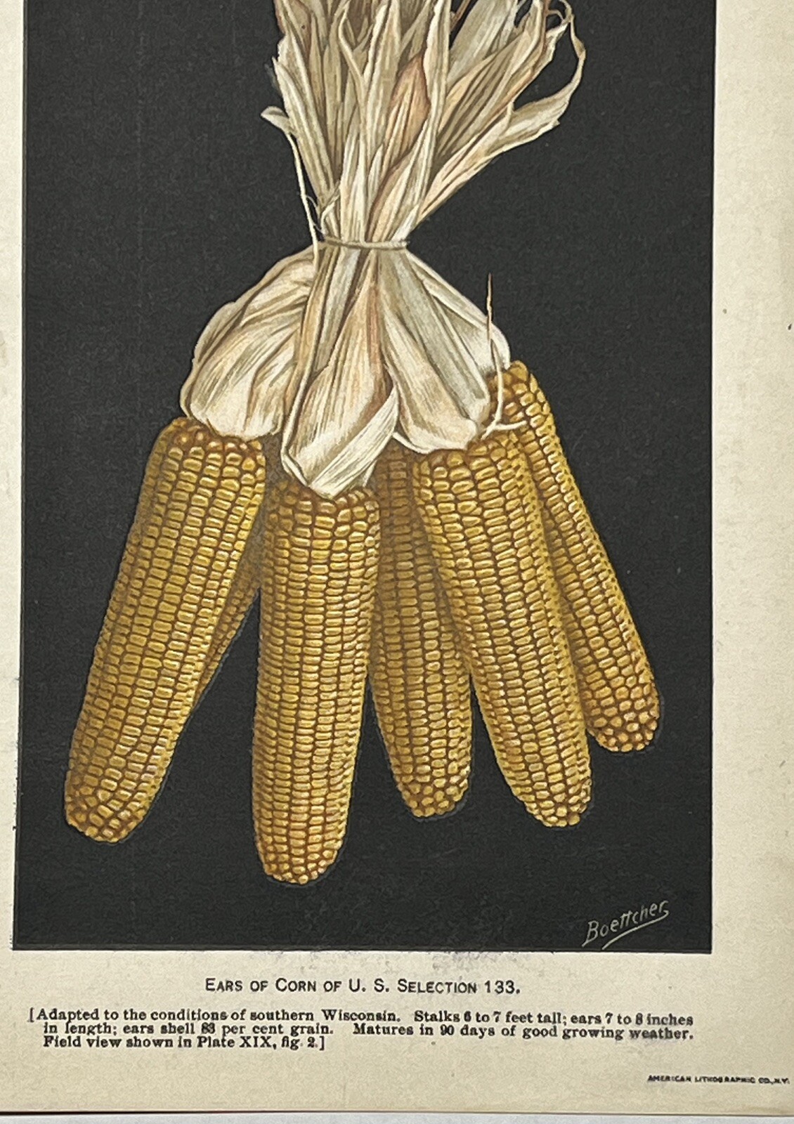 Original C1909 Wisconsin Corn Ears Print,US Dept of Agriculture,Vintage,Old