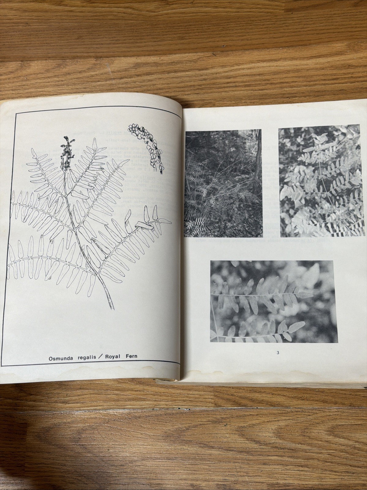 1979 State Of FL Dept Of Environmental Regulation Guide To Wetland Plants Manual