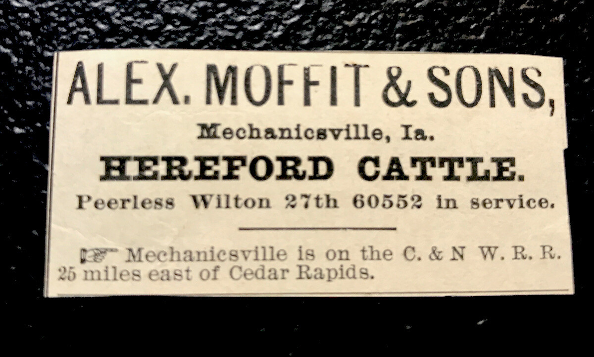 1900 Alex, Moffit & Sons Farm Cattle Advertising – Mechanicsville – Iowa – Cow