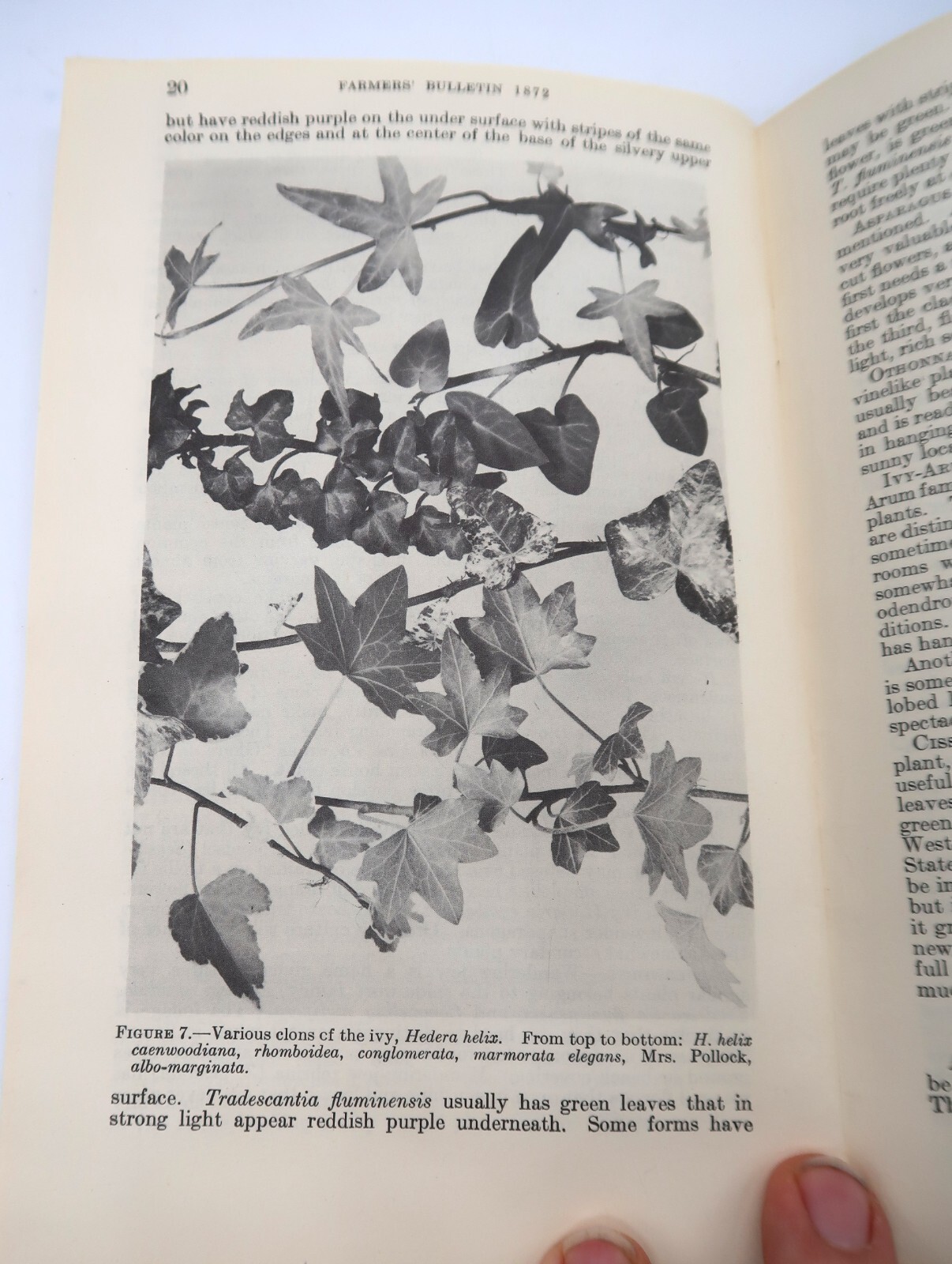 1941 USDA Farmers’ Bulletin No. 1872 House Plants Ephemera Furman Lloyd Mulford