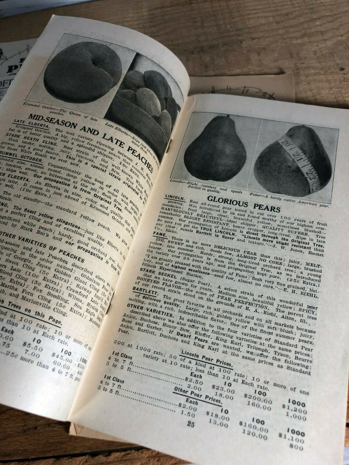 4 Vintage 1930s Stark Bro’s Nurseries Orchard Fruit Trees Brochures Catalogs