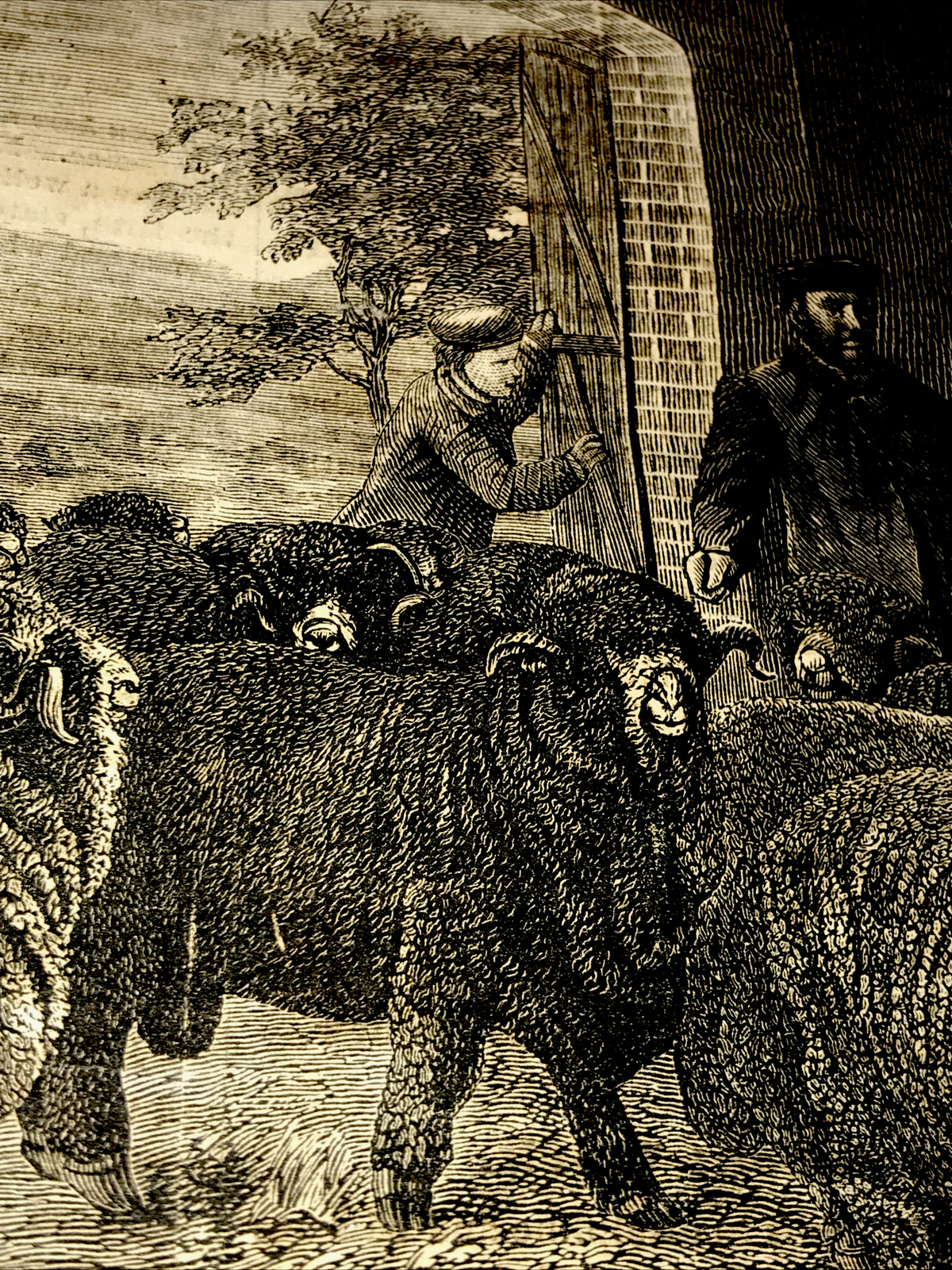 ORIGINAL 1872 Sheep Farm Engraving Advertising 8×12