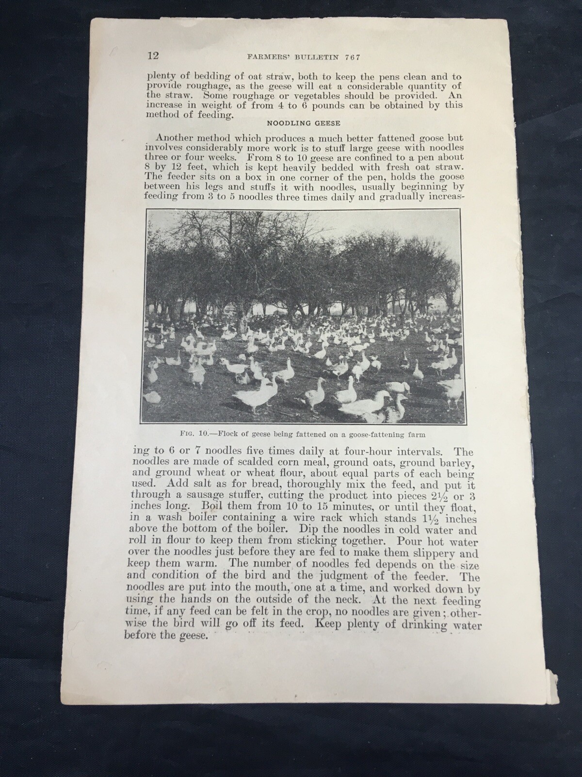 Goose Raising US Department of Agriculture Farmers Bulletin 767