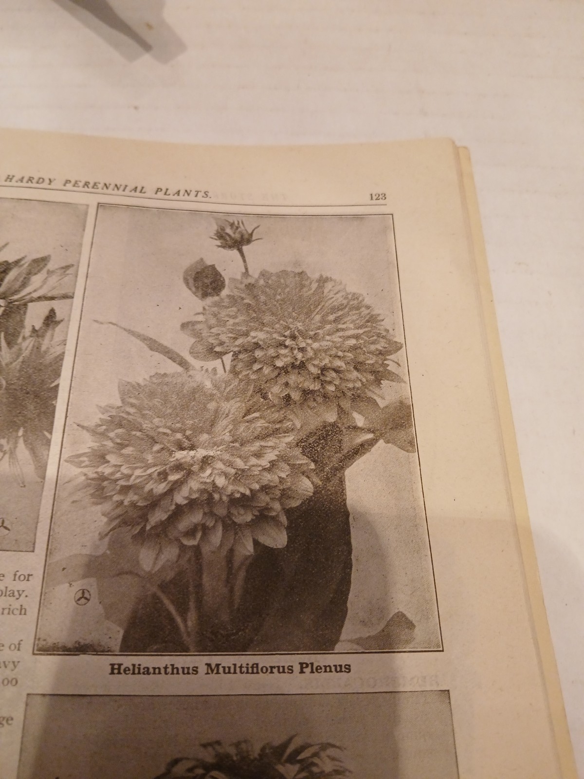THE STORRS & HARRISON CO. SPRING 1918 FLOWER/PLANT CATALOG PAINESVILLE OHIO.