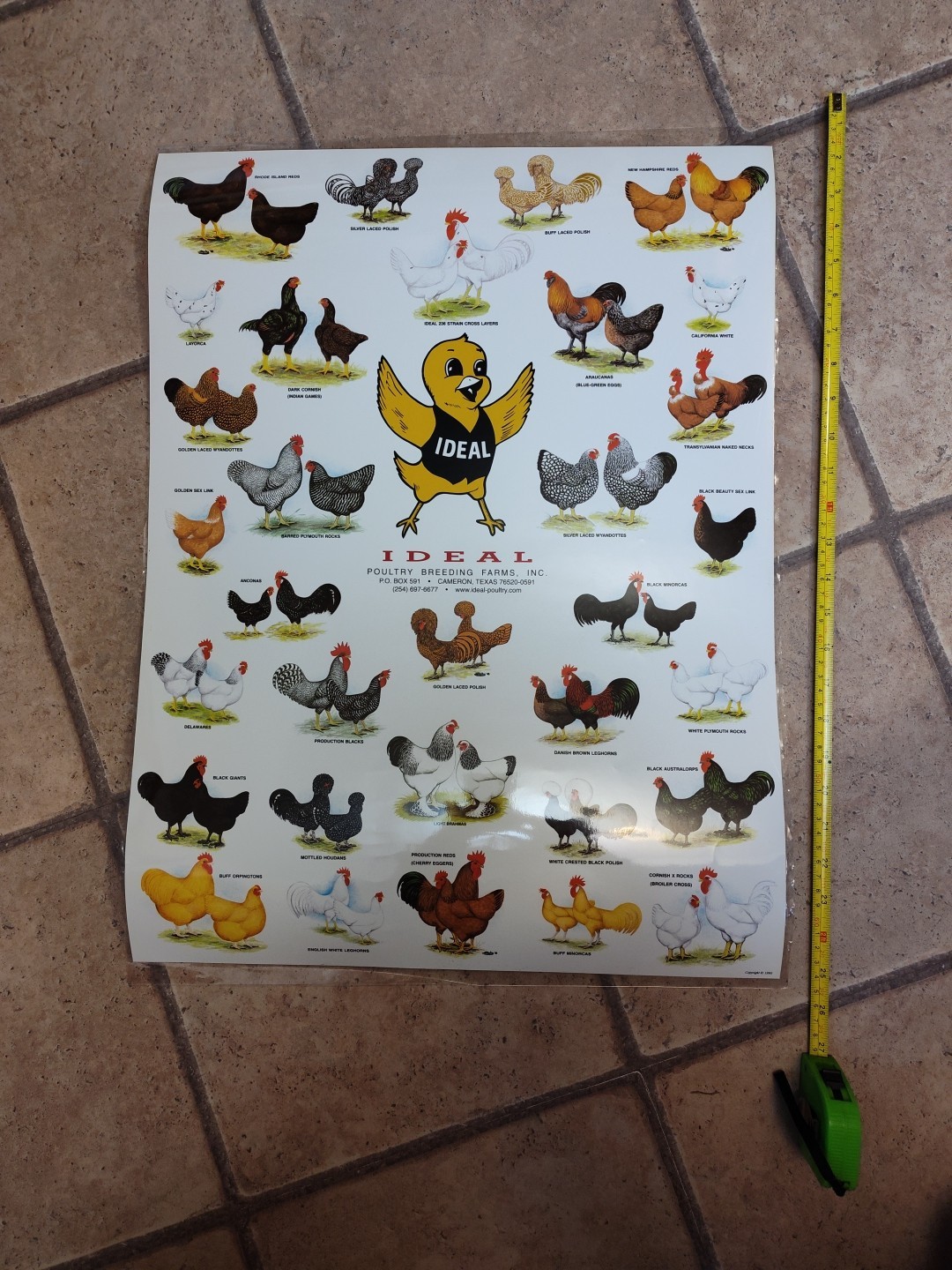 Vintage Ideal Poultry Breeding Farms Selection Chart Poster Sign Bantams 1990