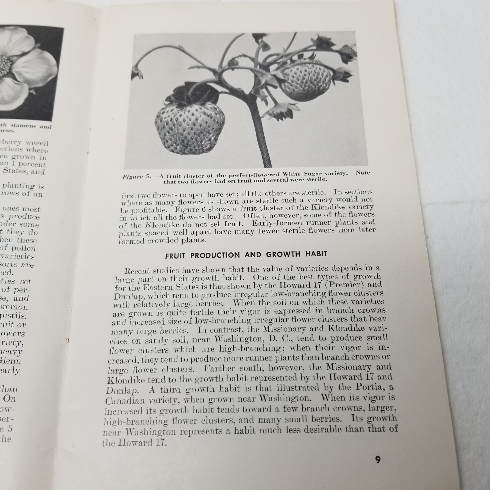 Strawberry Varieties USA 1948 Farmers’ Bulletin Booklet 1043 USDA Photos Charts
