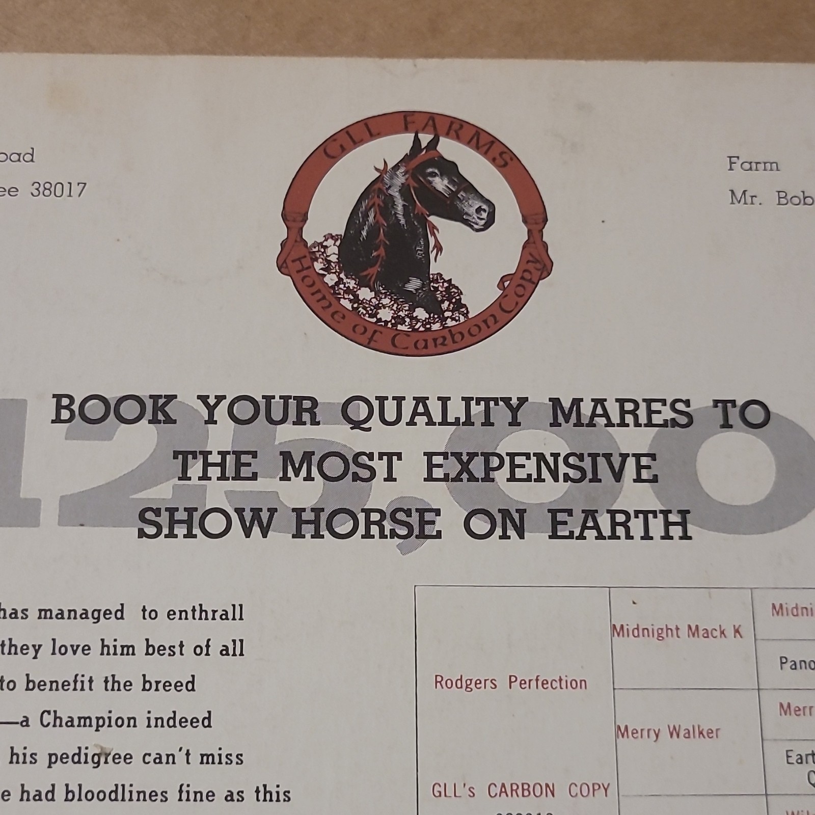 GLL Farms Carbon Copy Show Horse Breeding Brochure, Multicolor