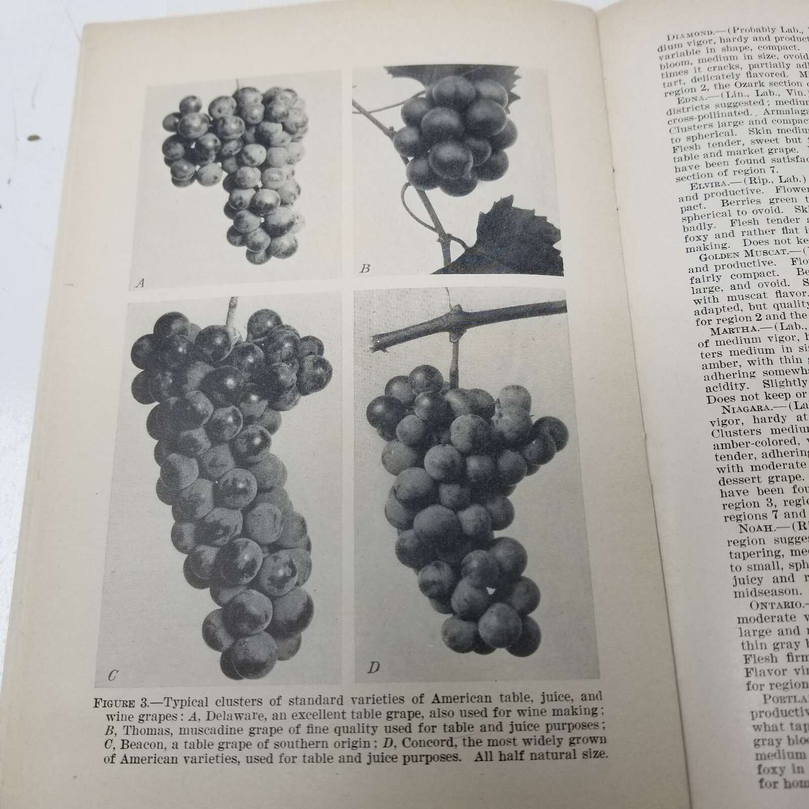 Grapes for Different Regions 1943 Farmers’ Bulletin Booklet 1936 USDA Photos