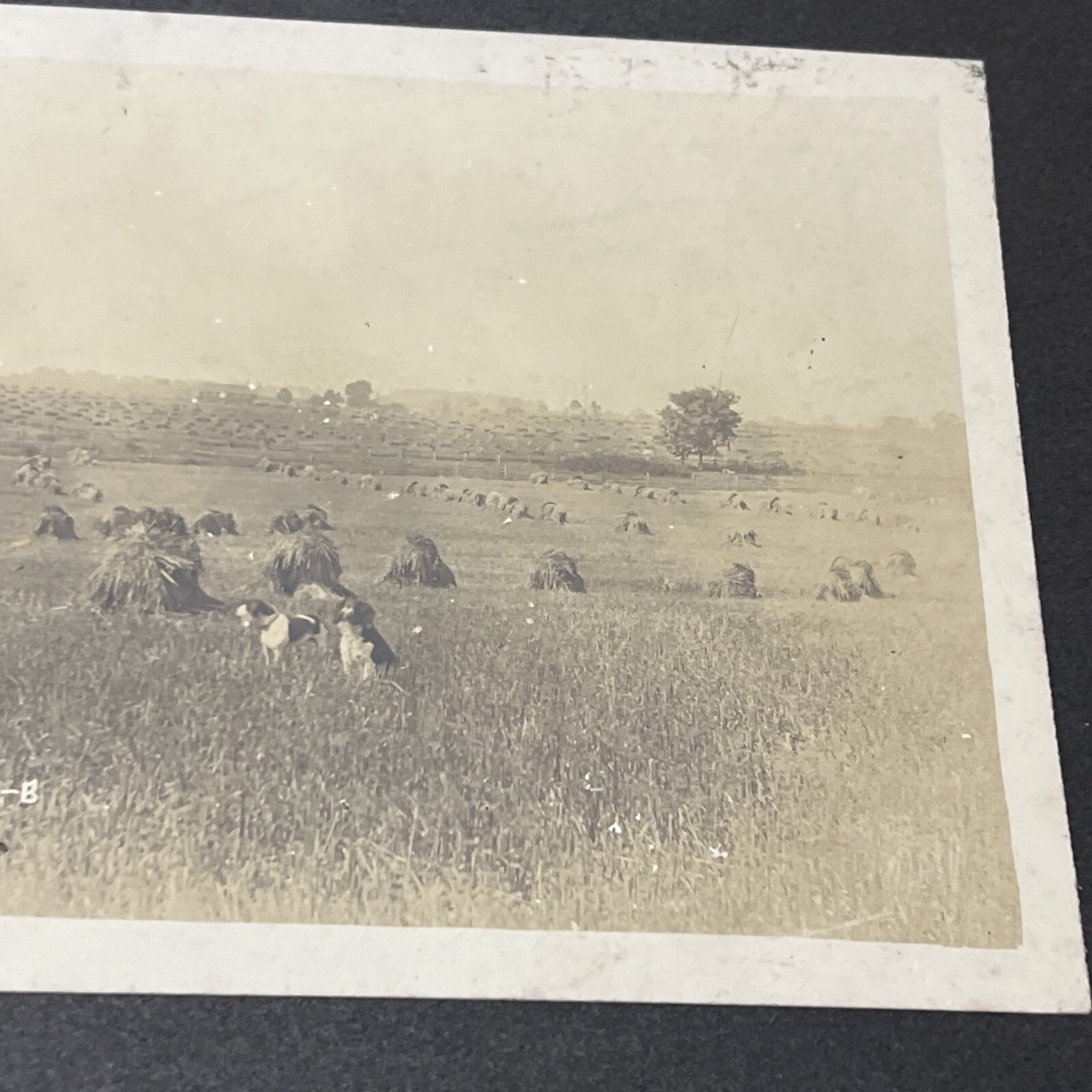 Vintage 1800s Farming Farm Implement Photograph Hayfields & Dogs