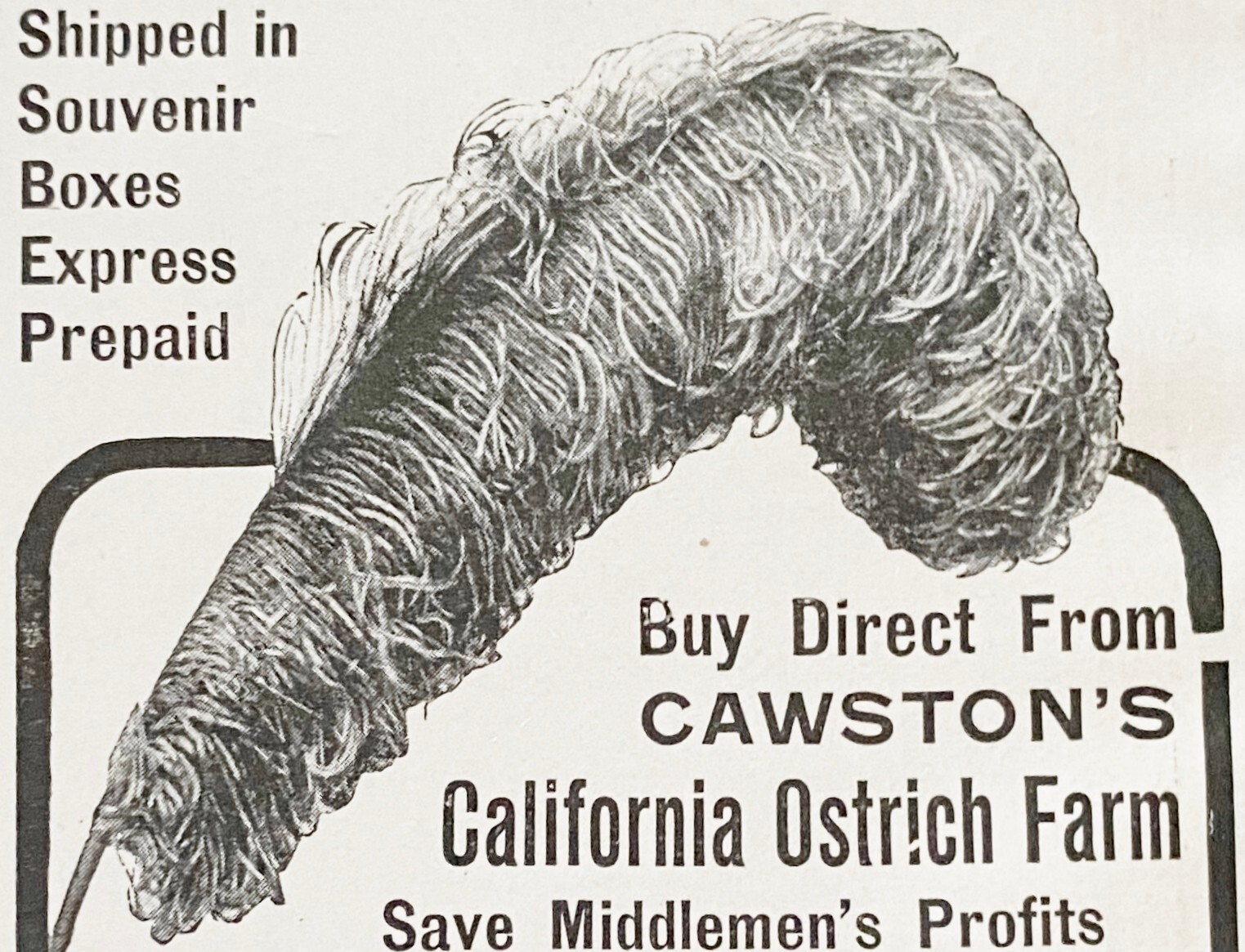 CAWSTON’S CALIFORNIA OSTRICH FEATHERS Plume 1903Vtg Print Ad~South Pasadena Farm