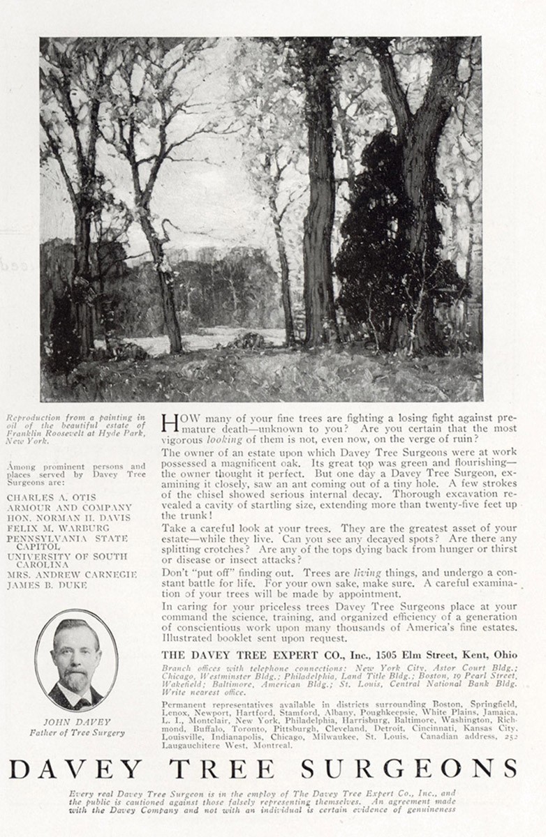 1921 Davey Tree Surgeons: Fine Trees are Fighting Vintage Print Ad