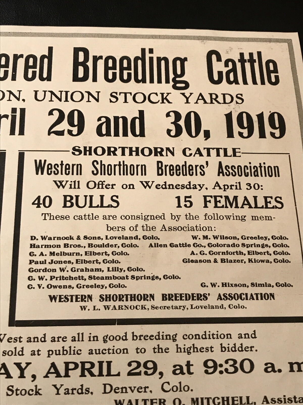 1919 Breeding Cattle Public Sale – Cow – Denver – Colorado