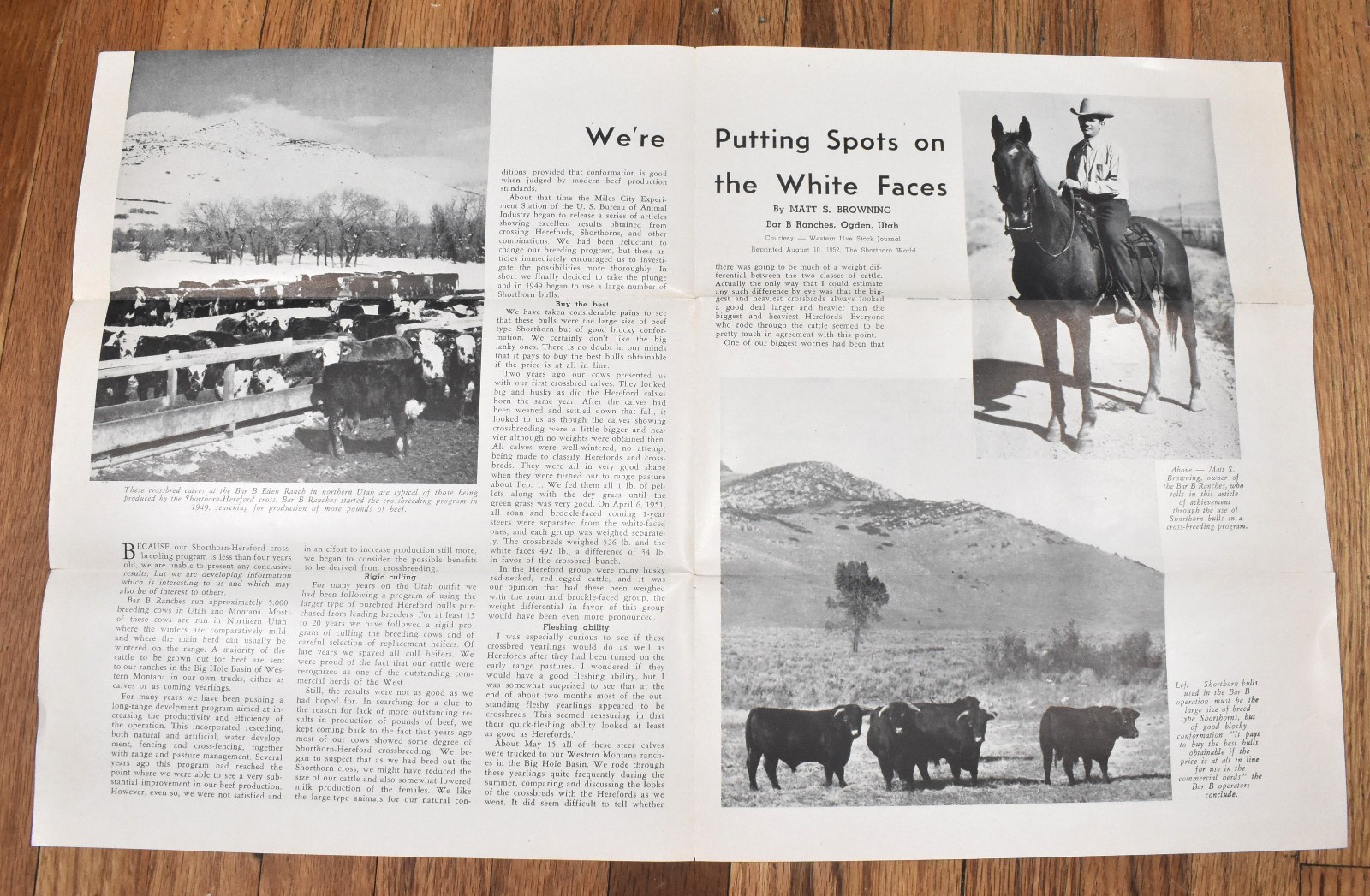 Vintage Shorthorn Bulls Crossbreeding Livestock Farming Farm Ranching Brochure