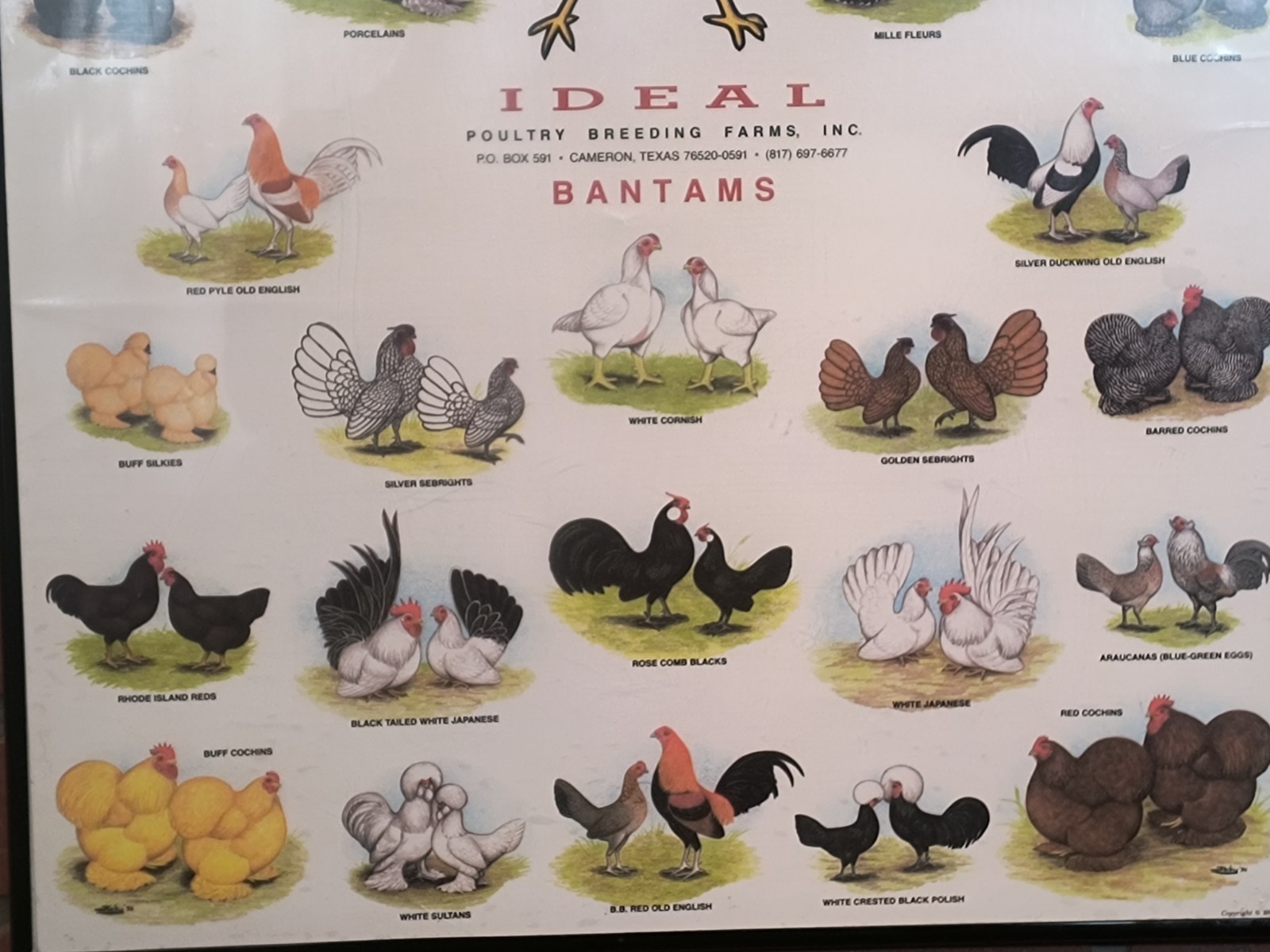 Vintage Ideal Poultry Breeding Farms Selection Chart Poster Sign Bantams 1990