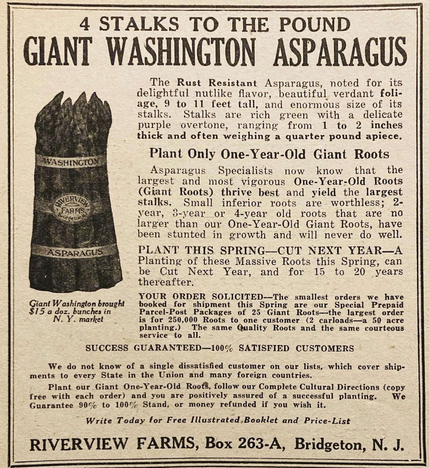 1919 AD.(PC9)~RIVERVIEW FARMS, BRIDGETON, NJ. GIANT WASHINGTON ASPARAGUS