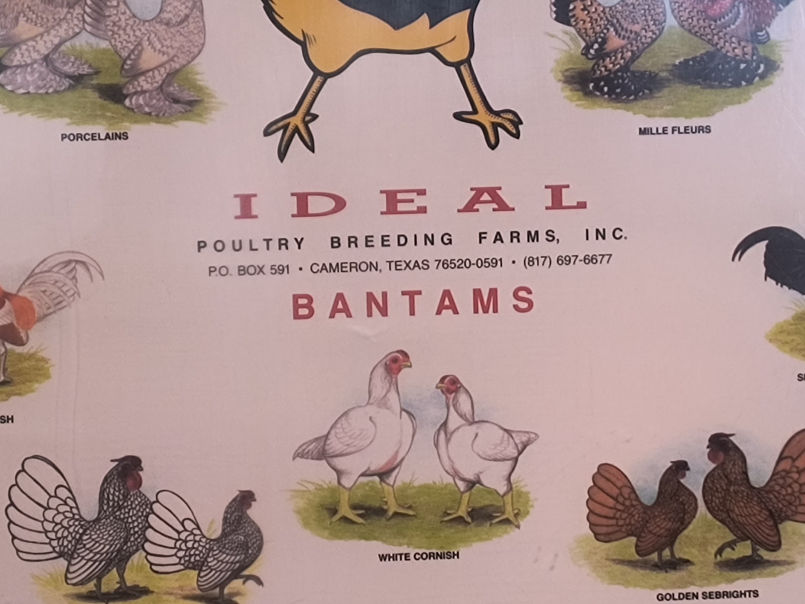 Vintage Ideal Poultry Breeding Farms Selection Chart Poster Sign Bantams 1990