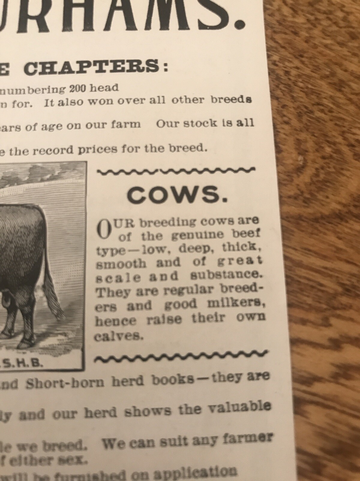 1903 J.H. Miller Cattle Cow Advertising – Peru – Indiana