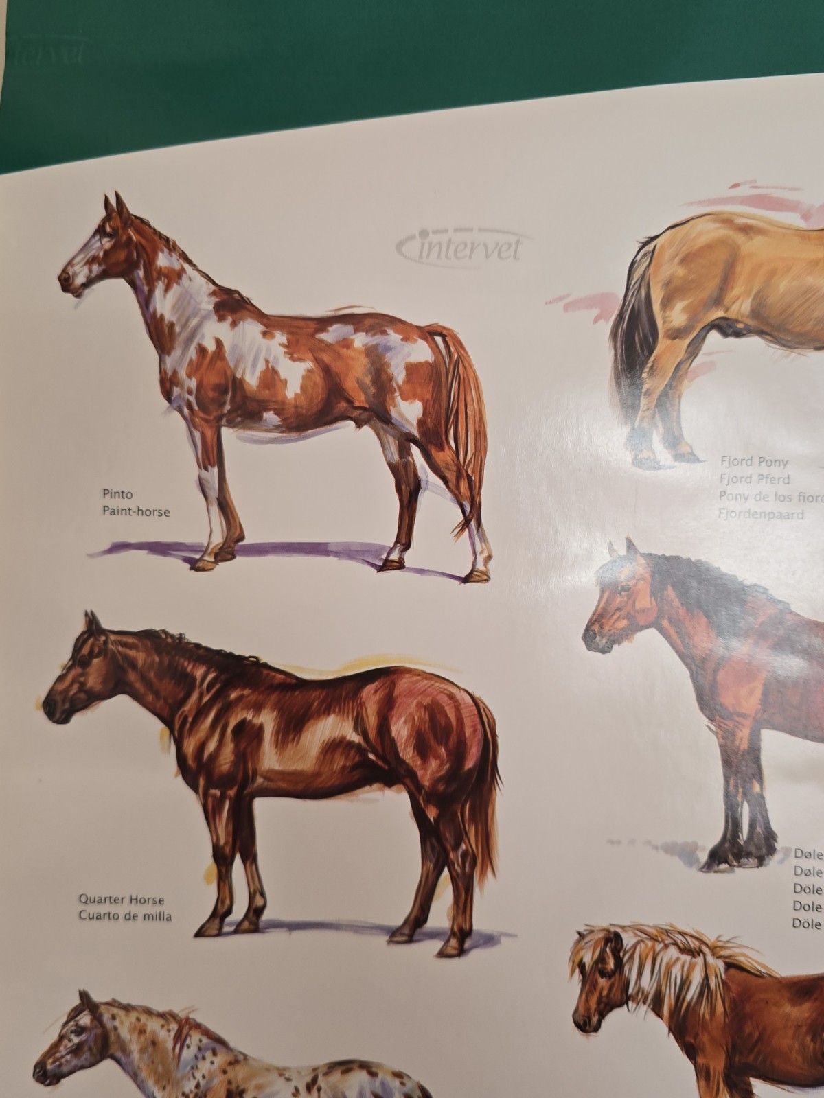 Vintage Intervet Horses of the World Poster Original 5×2 Foot Veterinary Promo