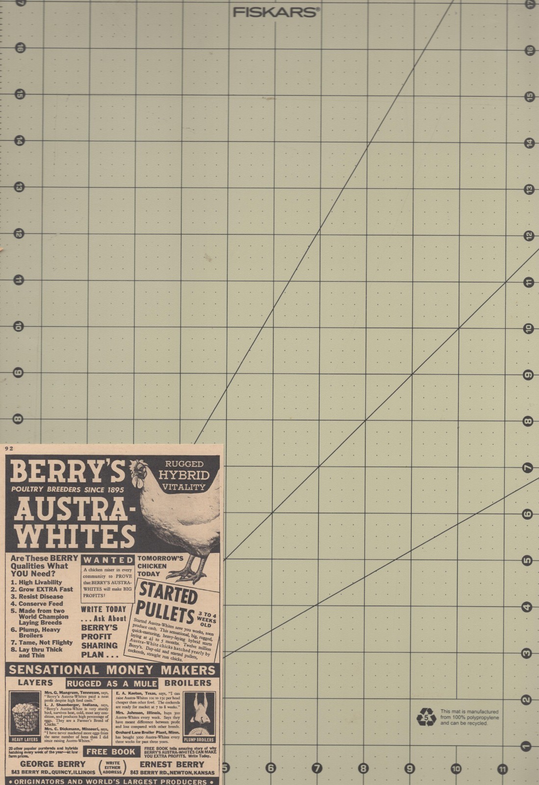 Vintage 1946 Berry’s Austra Whites Chicken Quincy IL Newton KS Farming Print Ad