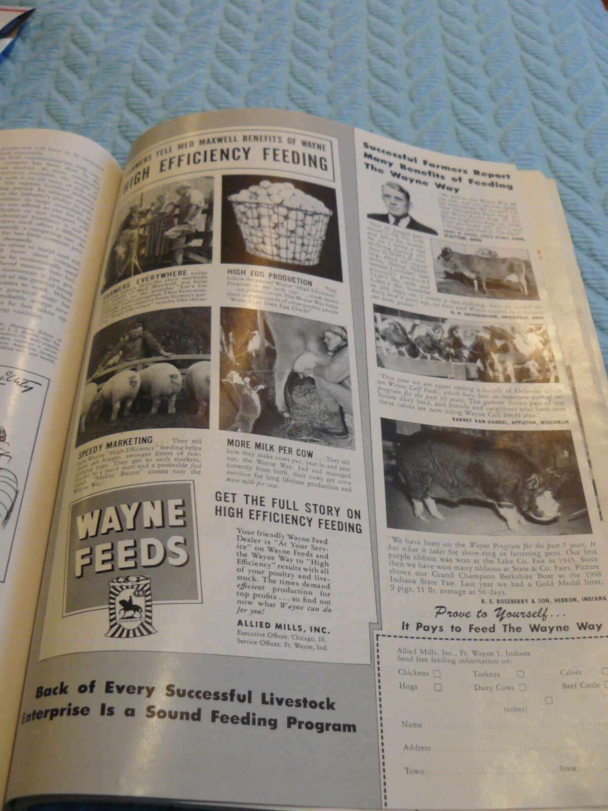THE FARM -AD- AUTUMN 1950 – WAYNE FEEDS – 3 PHOTOS COWS + PIGS + eggs