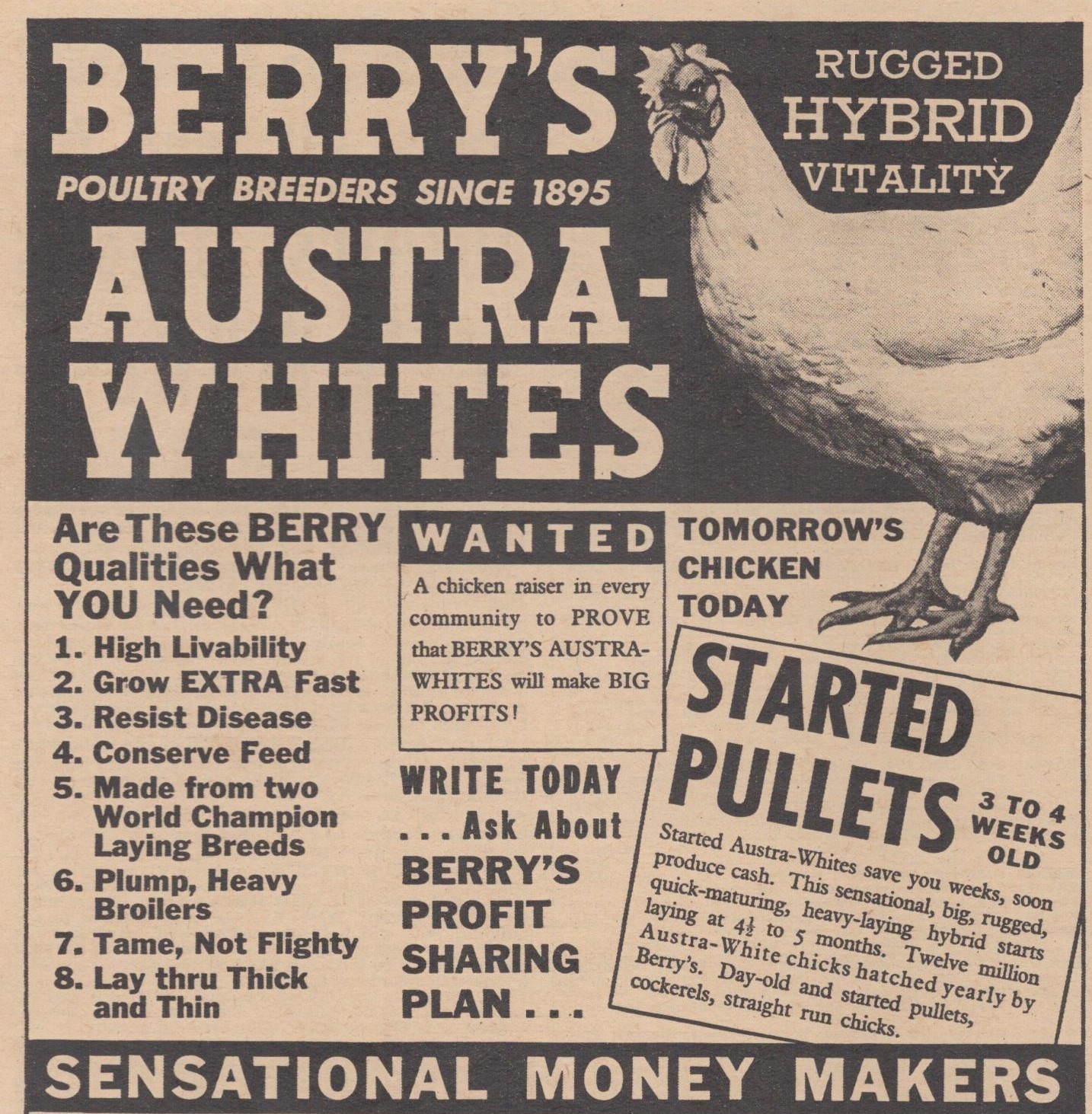 Vintage 1946 Berry’s Austra Whites Chicken Quincy IL Newton KS Farming Print Ad