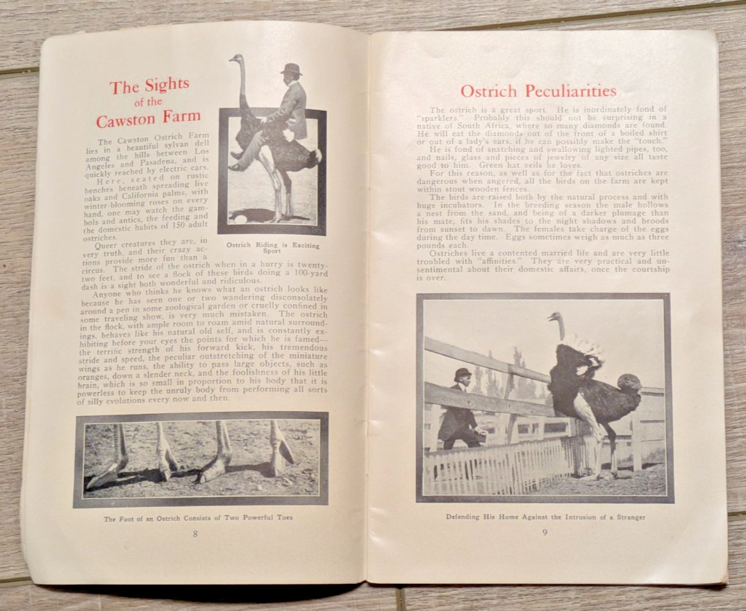 1909-1910 Cawston Ostrich Farm Feather Catalogue South Pasadena CA W/Photos