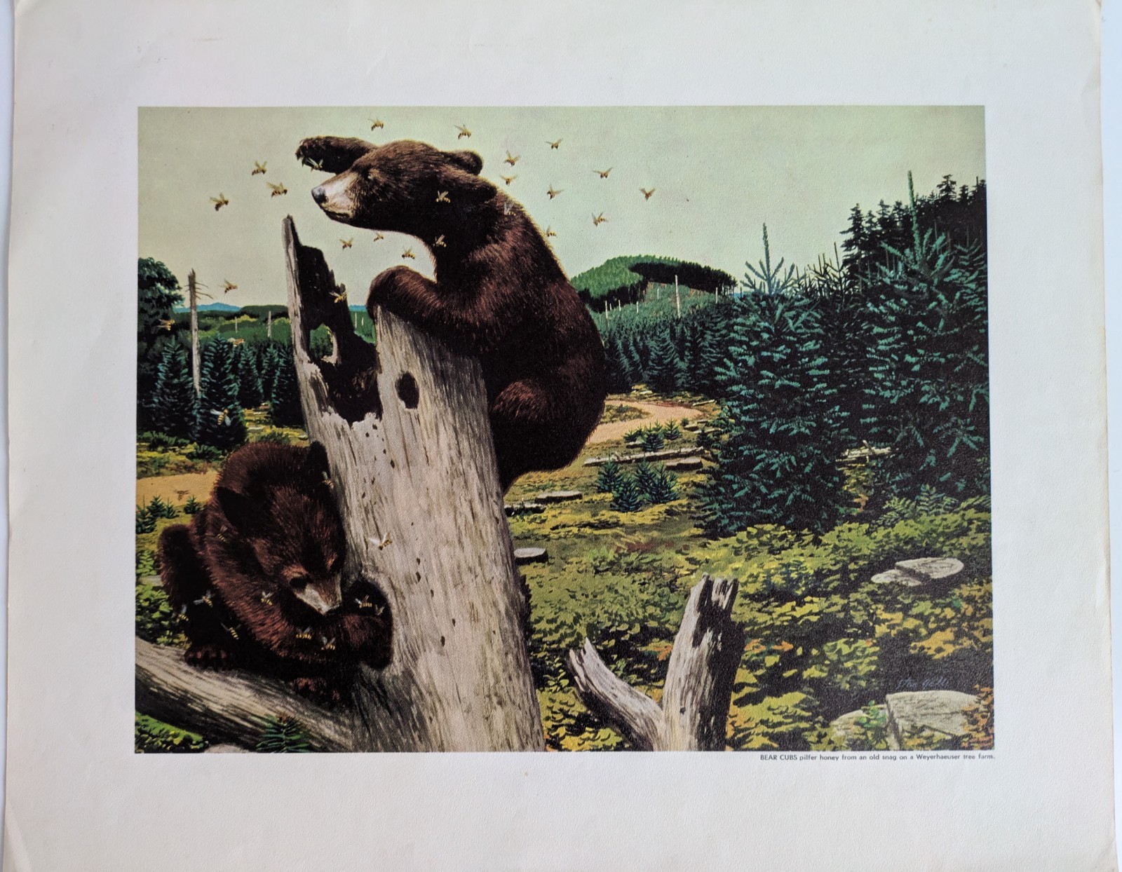 Set of Two Stan Galli Weyerhaeuser Tree Farm Prints, 12″x14″ (w/ border)
