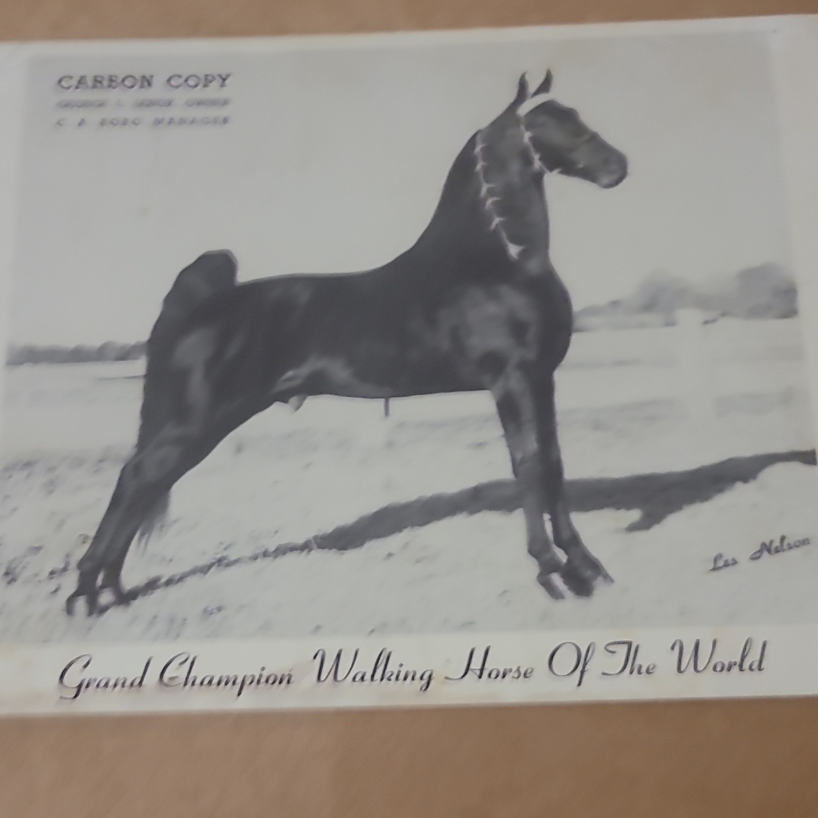GLL Farms Carbon Copy Show Horse Breeding Brochure, Multicolor