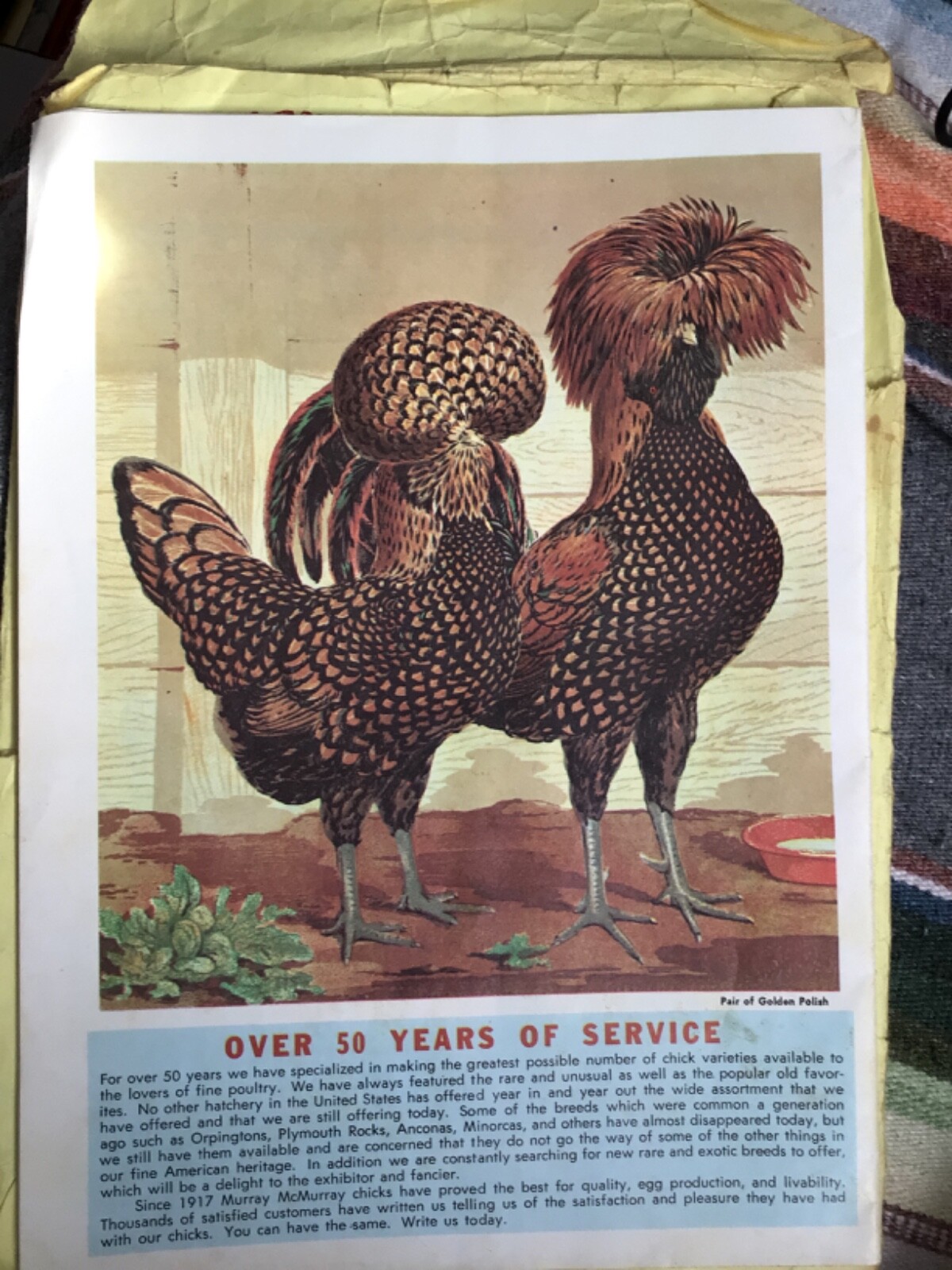 VTG 1970 RARE Chicks Color CATALOG/Guide~”MURRAY McMURRAY HATCHERY”~Iowa~(J)