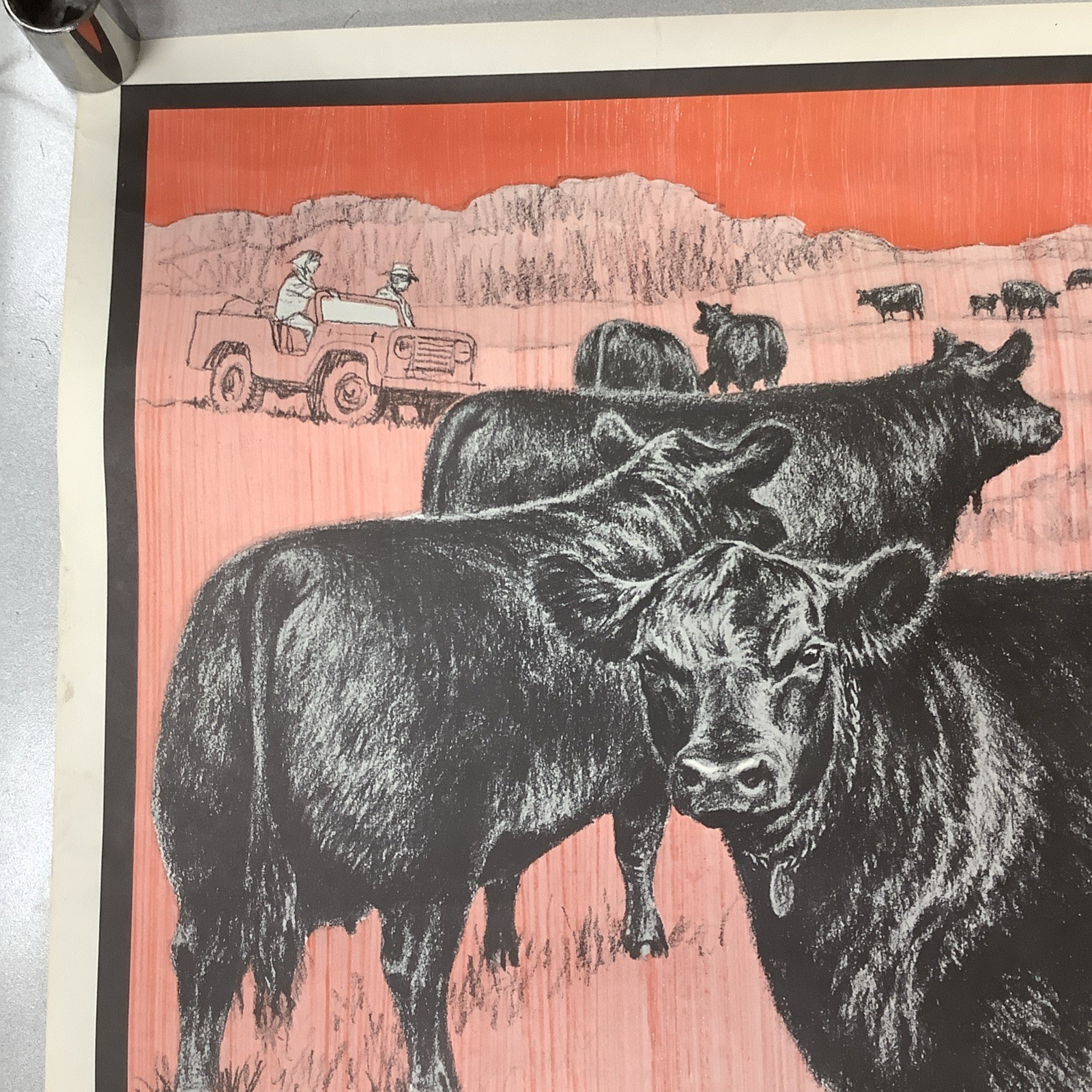 Vintage Angus Cattle Advertising Poster 1950’s 60’s ? Nice Graphics