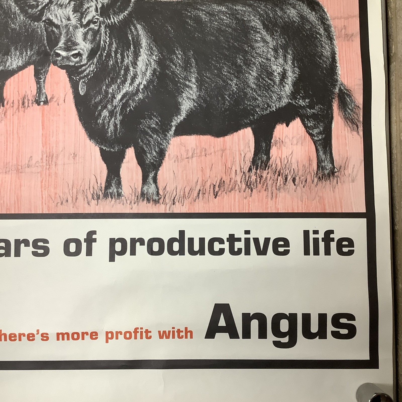 Vintage Angus Cattle Advertising Poster 1950’s 60’s ? Nice Graphics
