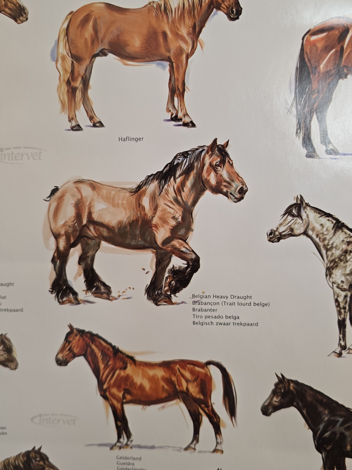 Vintage Intervet Horses of the World Poster Original 5×2 Foot Veterinary Promo