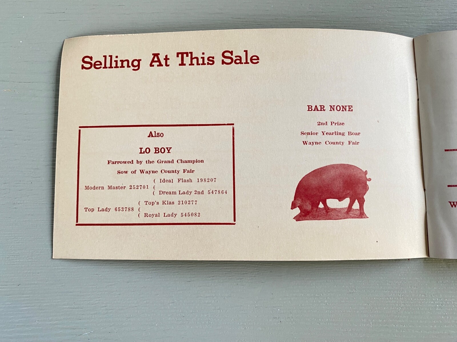 Vintage Durocs Boar Gilt Hogs Pigs Sale Catalog Book Wayne Nebraska 1947 Farm Ag