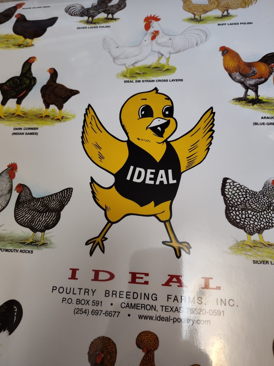 Vintage Ideal Poultry Breeding Farms Selection Chart Poster Sign Bantams 1990