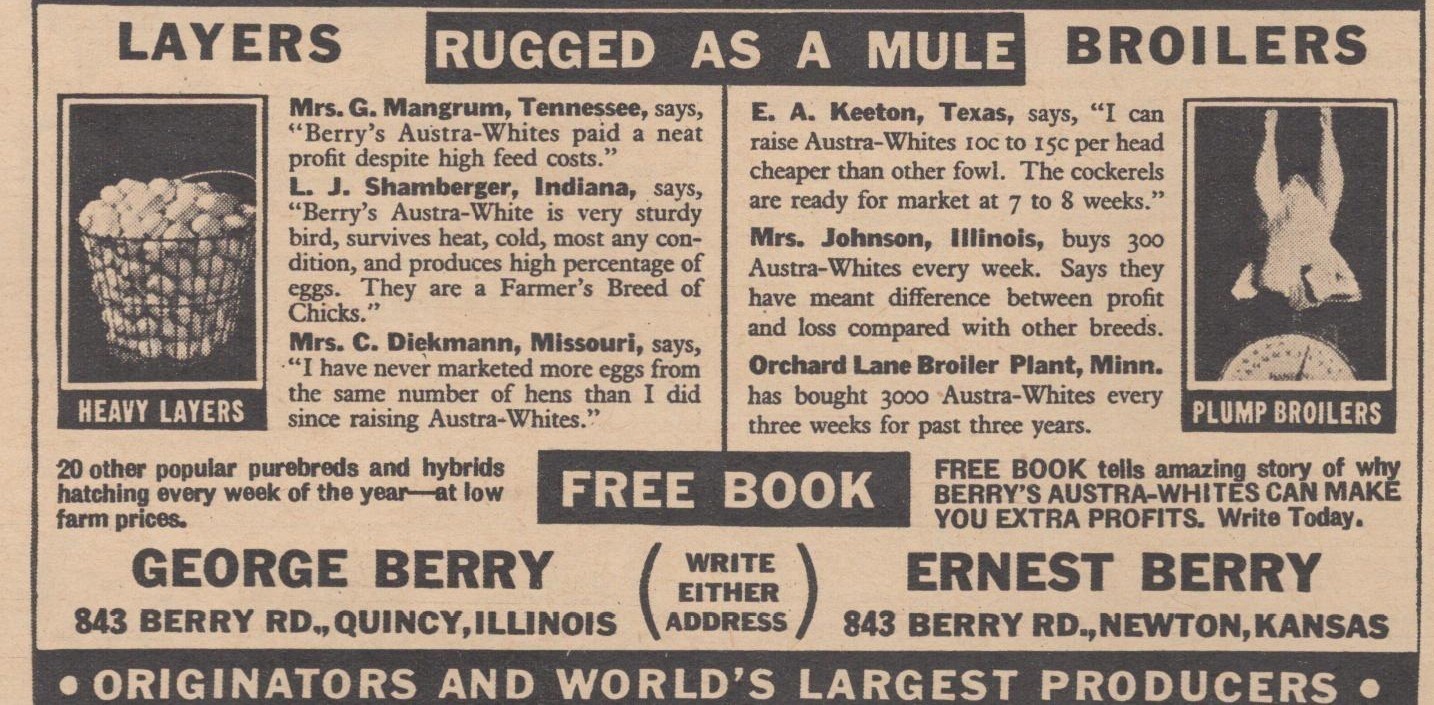 Vintage 1946 Berry’s Austra Whites Chicken Quincy IL Newton KS Farming Print Ad