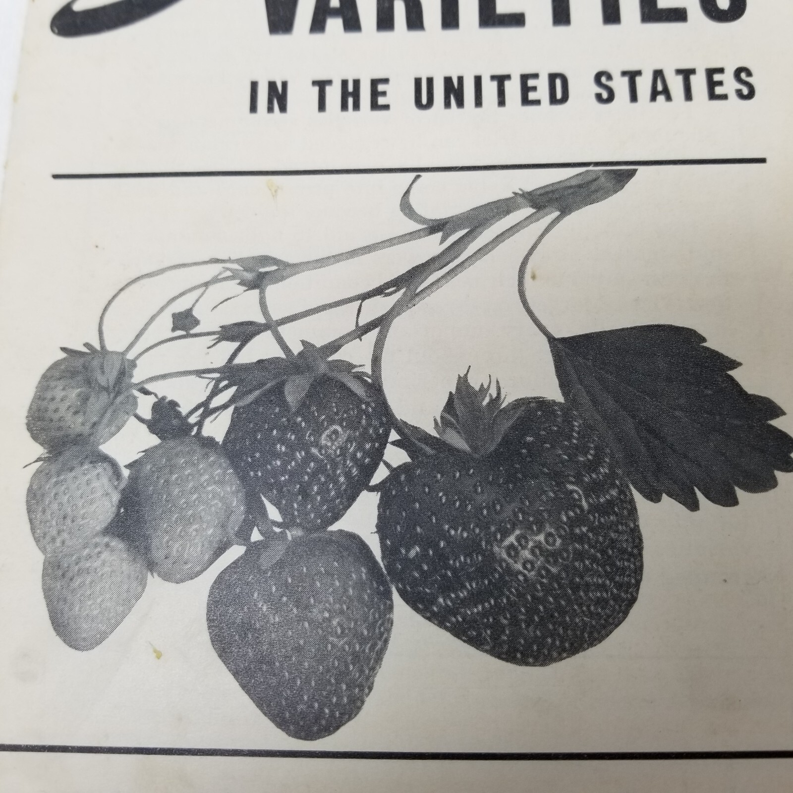 Strawberry Varieties USA 1948 Farmers’ Bulletin Booklet 1043 USDA Photos Charts
