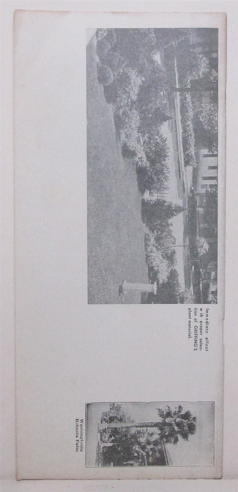 1936 Griffing’s Nurseries tree & plant buyer’s guide, Glen Saint Mary Florida