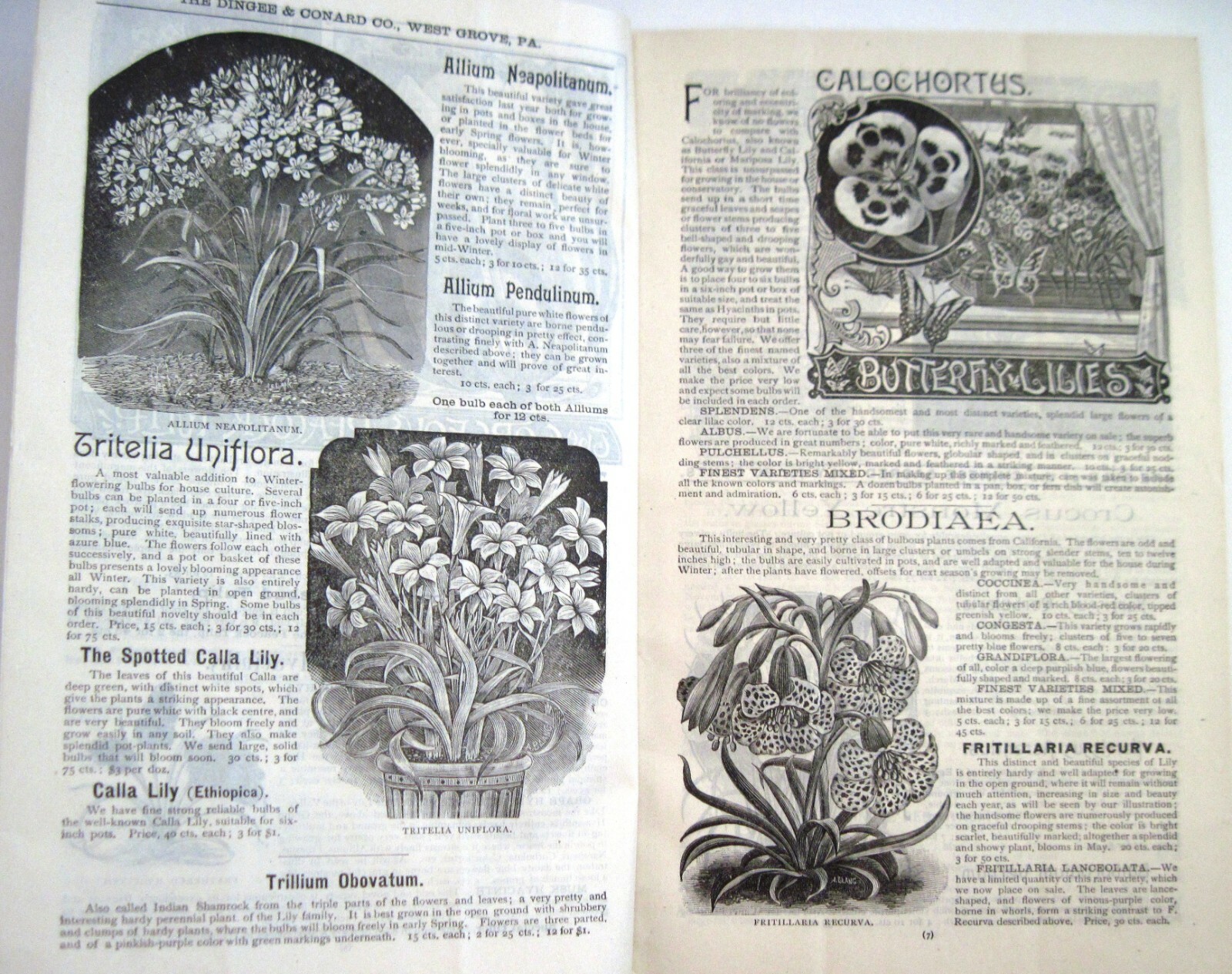 1889 Catalog “New Autumn Guide” for Holland Bulbs, Roses & Lilies & Seeds *