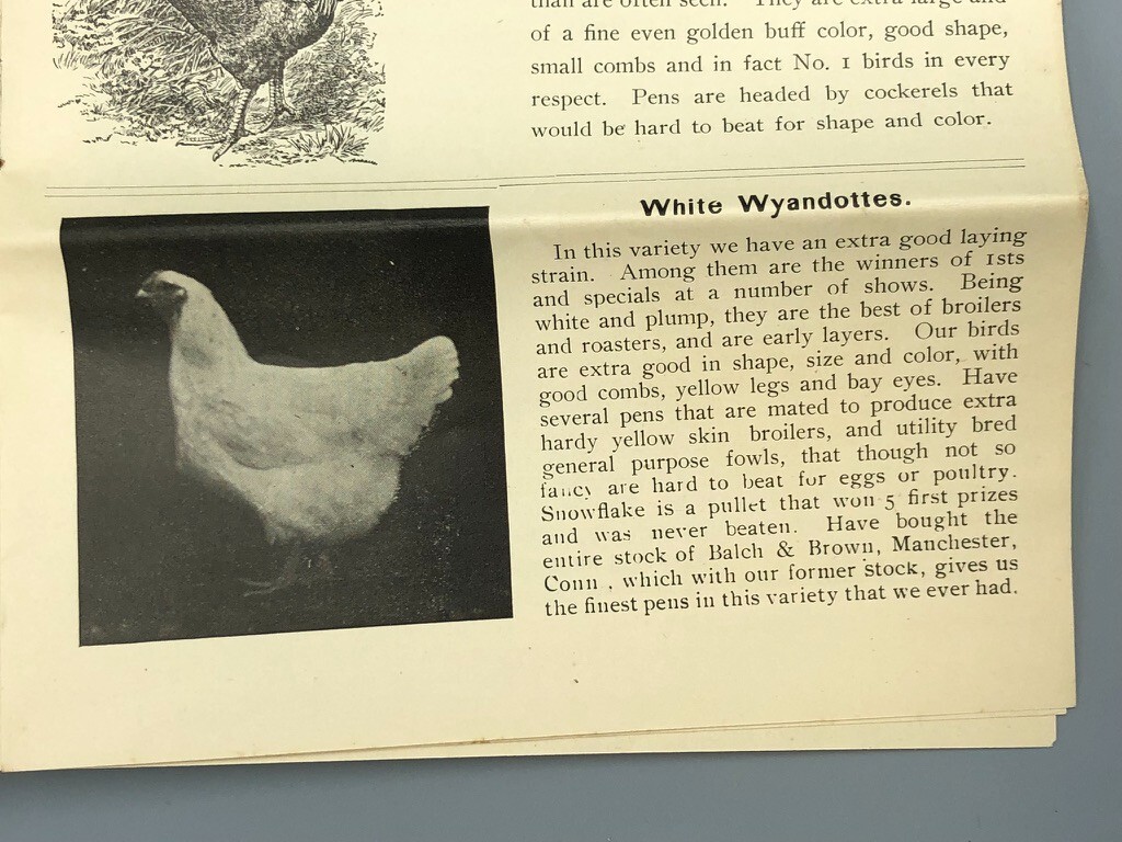 1904 Scantic POULTRY FARM Leghorns CHICKEN RI Red Antique Advertising HAMPDEN MA