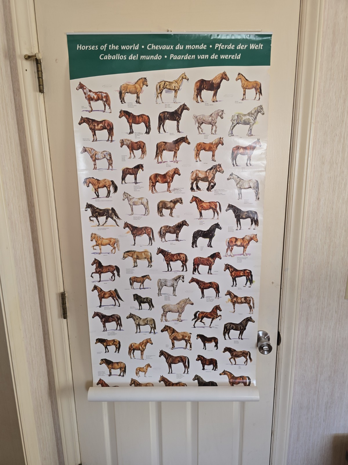 Vintage Intervet Horses of the World Poster Original 5×2 Foot Veterinary Promo