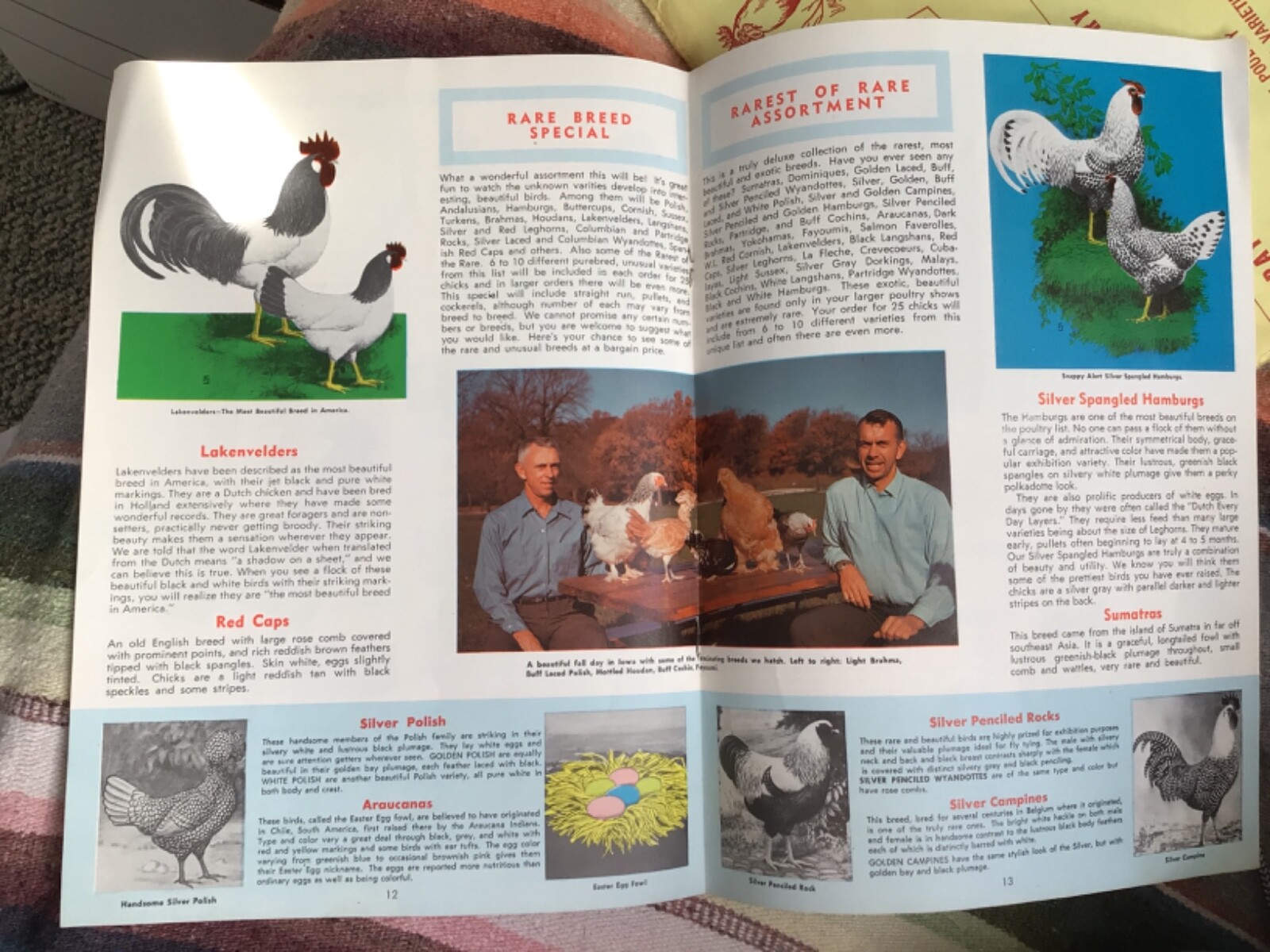 VTG 1970 RARE Chicks Color CATALOG/Guide~”MURRAY McMURRAY HATCHERY”~Iowa~(J)