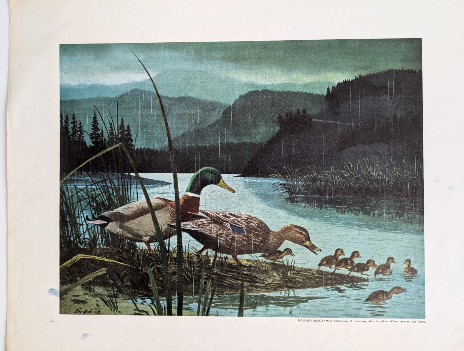 Set of Two Stan Galli Weyerhaeuser Tree Farm Prints, 12″x14″ (w/ border)