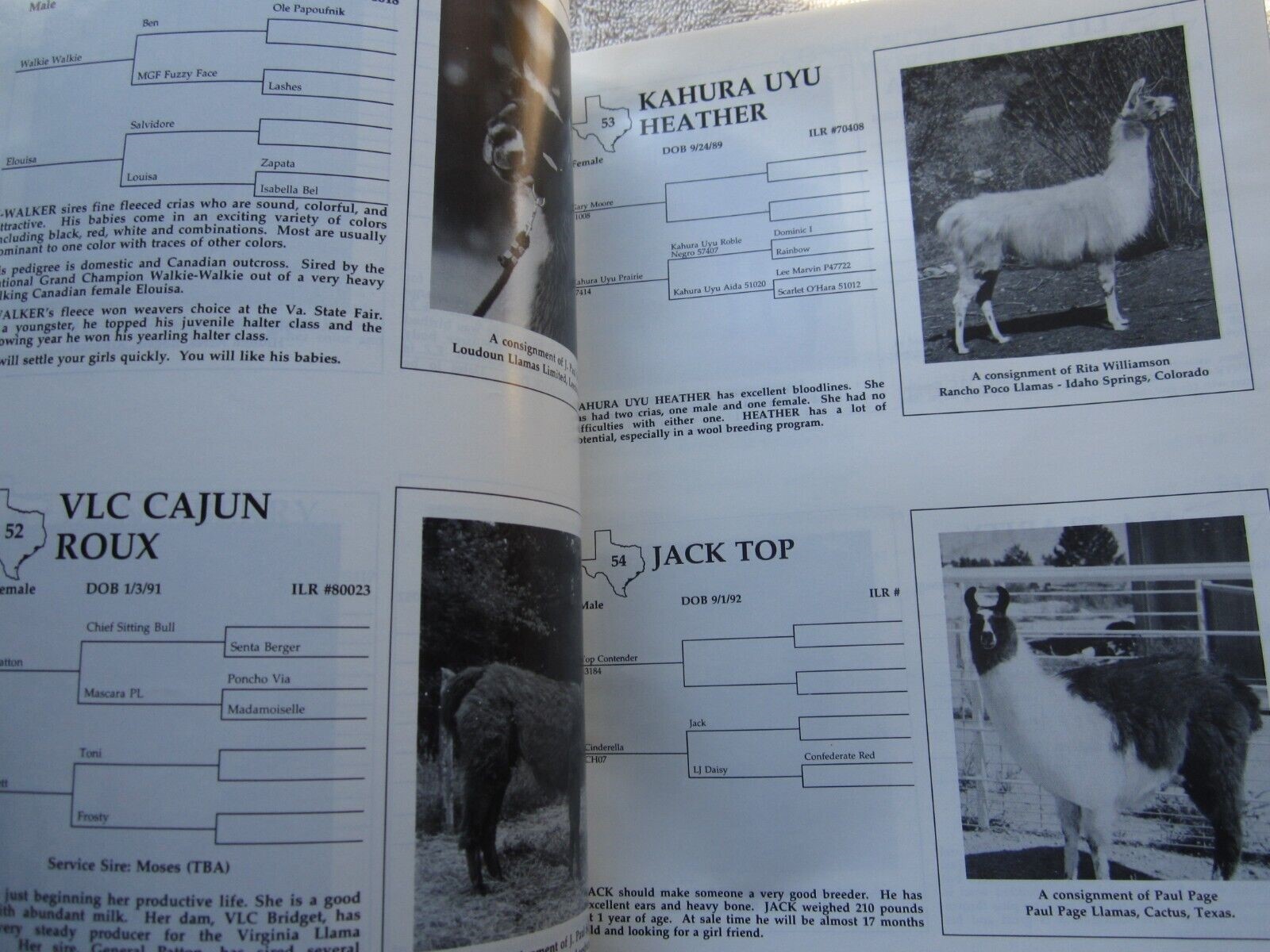 1994 SCLA FORT WORTH TEXAS LLAMA SCHEDULE SALE CATALOG BOOK