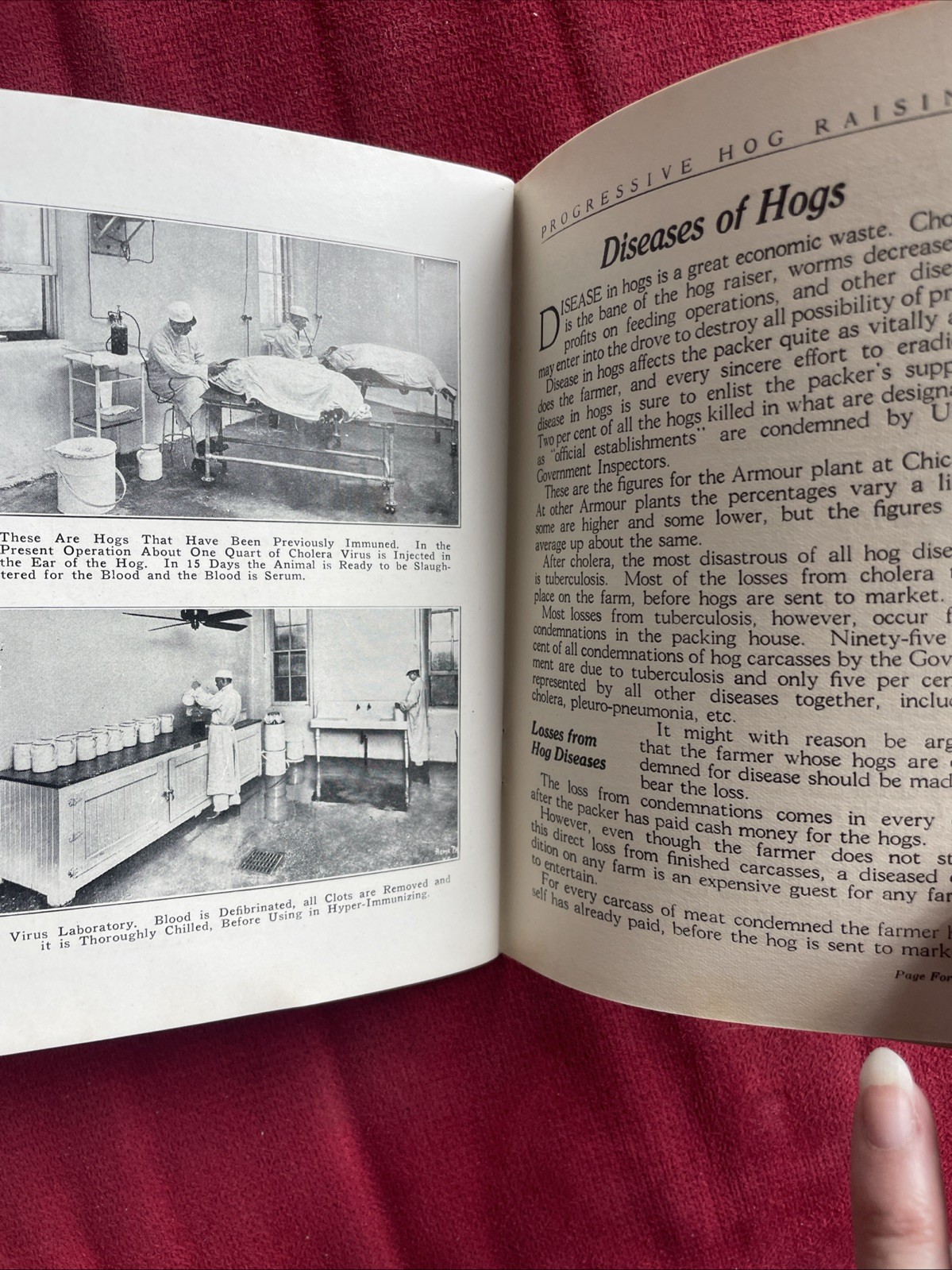 Progressive Hog Raising Booklet 1918 Vintage Original