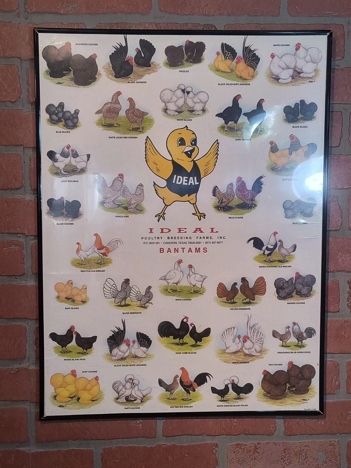 Vintage Ideal Poultry Breeding Farms Selection Chart Poster Sign Bantams 1990
