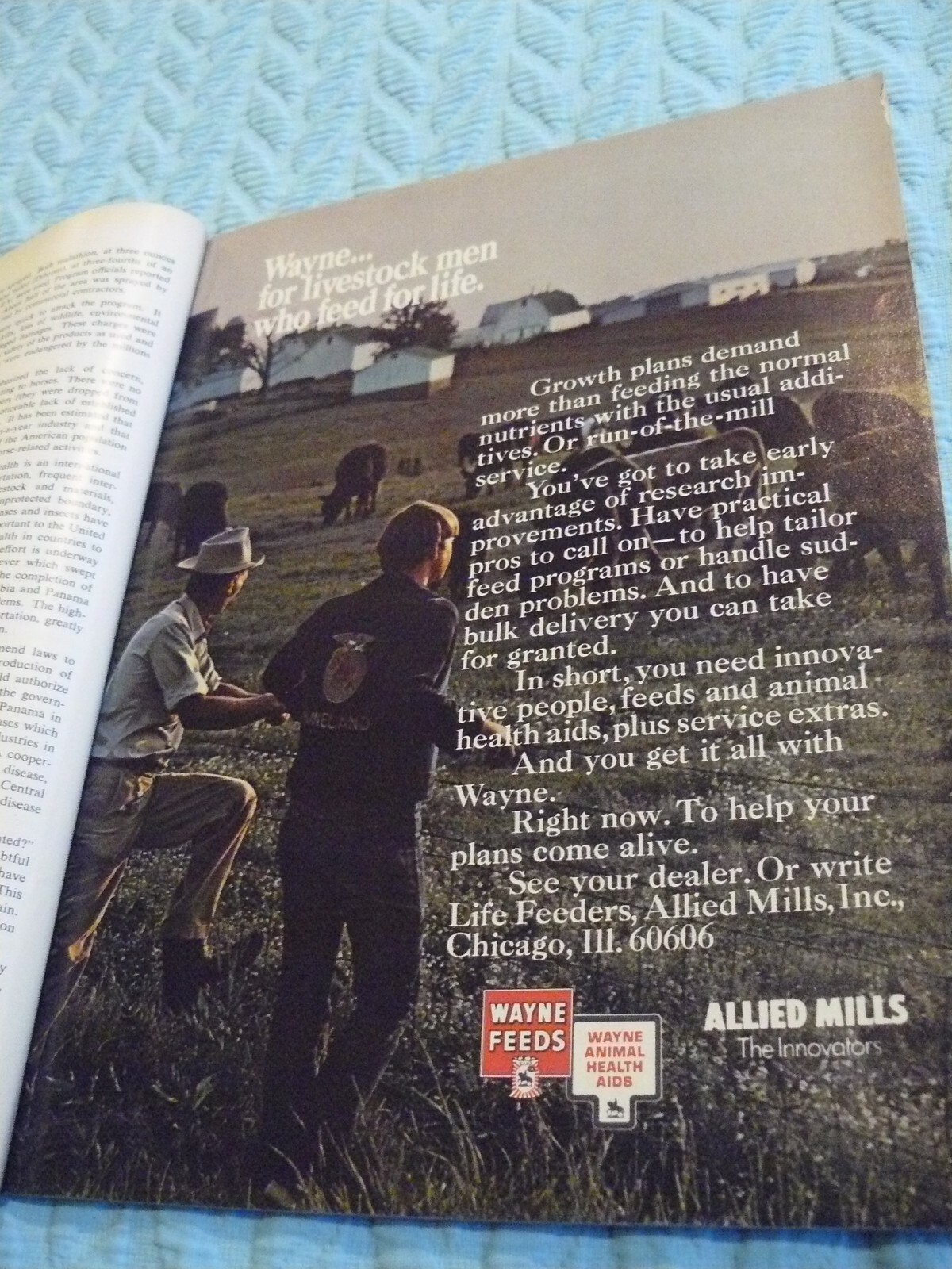 THE FARM -AD- Sept/Oct 1971 WAYNE FEEDS – Farmer, COWS IN THE FIELD in COLOR