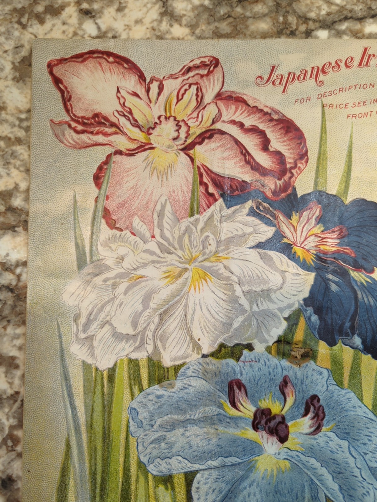 1910 The Woman Florist, Miss Ella V Baines Spring Illustrated Catalogue