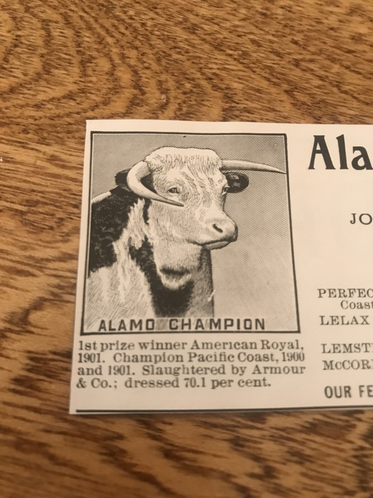 1903 Alamo Stock Farm Cattle Cow Advertising – Reno – Nevada